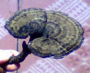 孕婦能吃靈芝嗎?懷孕為什么不能吃靈芝?