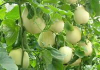 ЋDܳφ᣿гϵĺ̎Щ