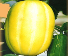 ܳφӑٳԺԹ