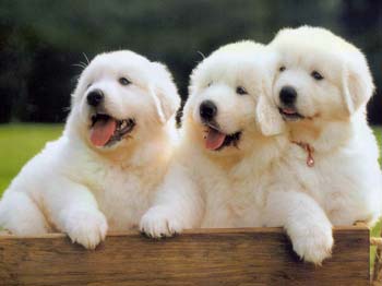 孕婦夢見狗是什么意思?能預示生男生女嗎