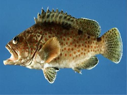 產婦可以吃石斑魚嗎?產后吃石斑魚營養嗎?